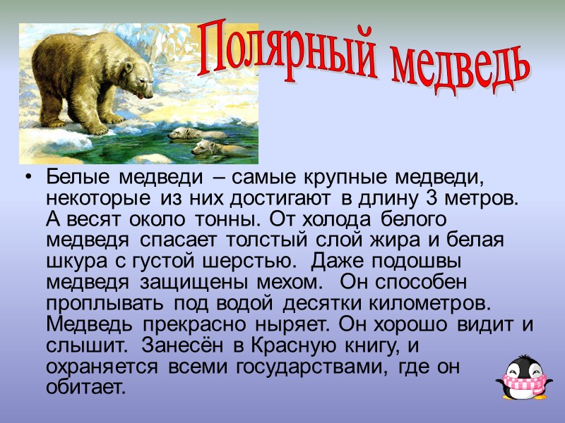 Белые медведи – самые крупные медведи, некоторые из них достигают в длину 3 метров.